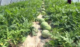 近期吃瓜视频,近期热门视频盘点